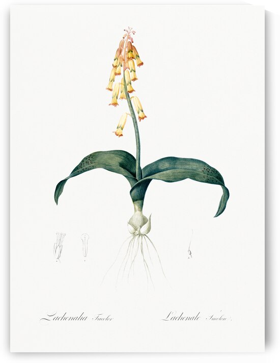 Lachenalia tricolor illustration  by IStockHistory com