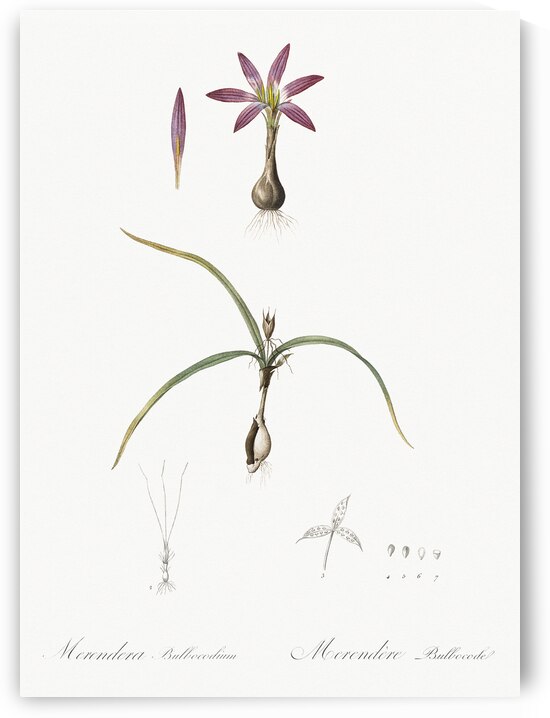 Spring meadow saffron illustration  by IStockHistory com