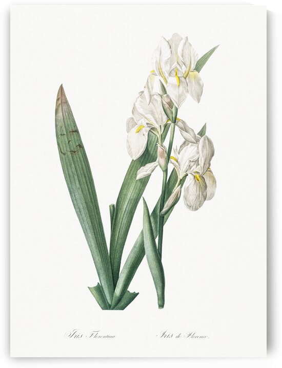 Iris florentina illustration  by IStockHistory com