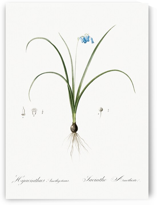 Brimeura illustration  by IStockHistory com