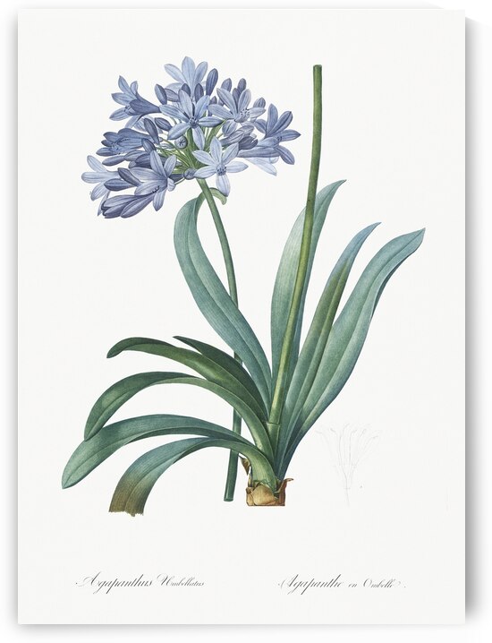 Lily of the Nile illustration  by IStockHistory com