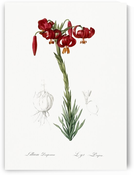 Lily illustration  by IStockHistory com