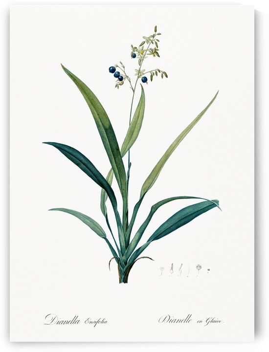 Flax lilies Dianella ensifolia illustration  by IStockHistory com