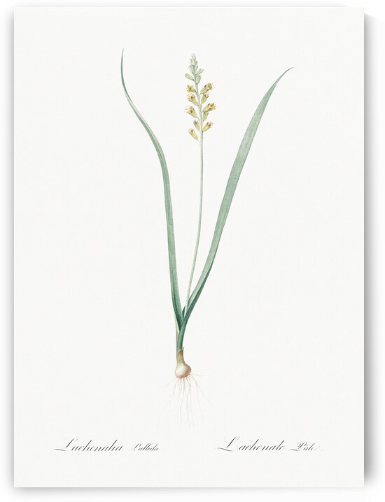 Lachenalia pallida illustration  by IStockHistory com