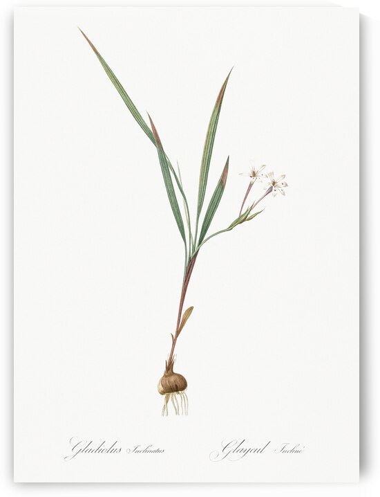 Gladiolus inclinatus illustration  by IStockHistory com
