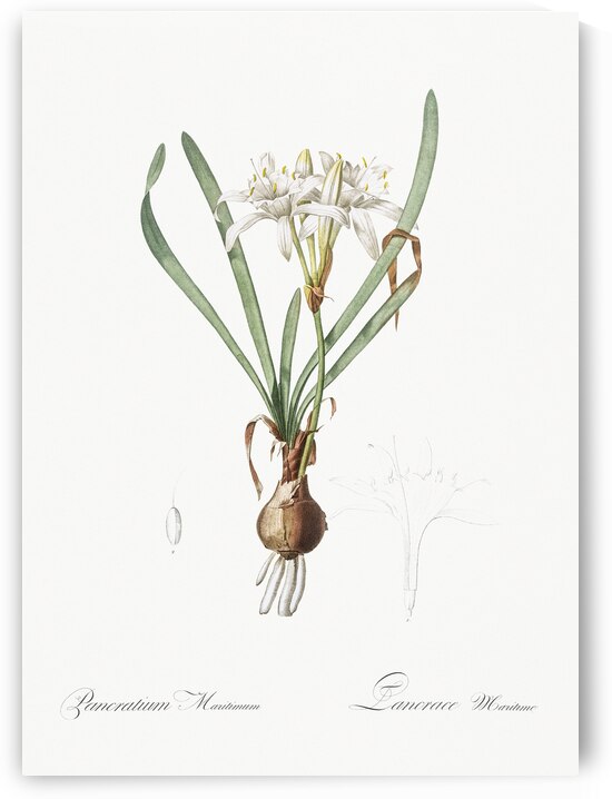 Sea daffodil illustration  by IStockHistory com