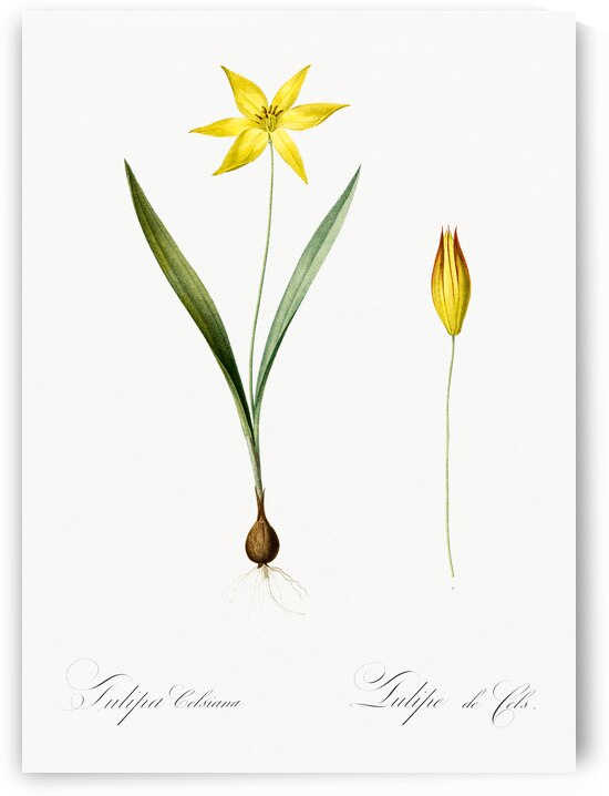 Tulipa celsiana illustration  by IStockHistory com