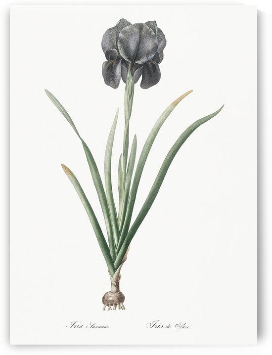 Mourning iris illustration  by IStockHistory com
