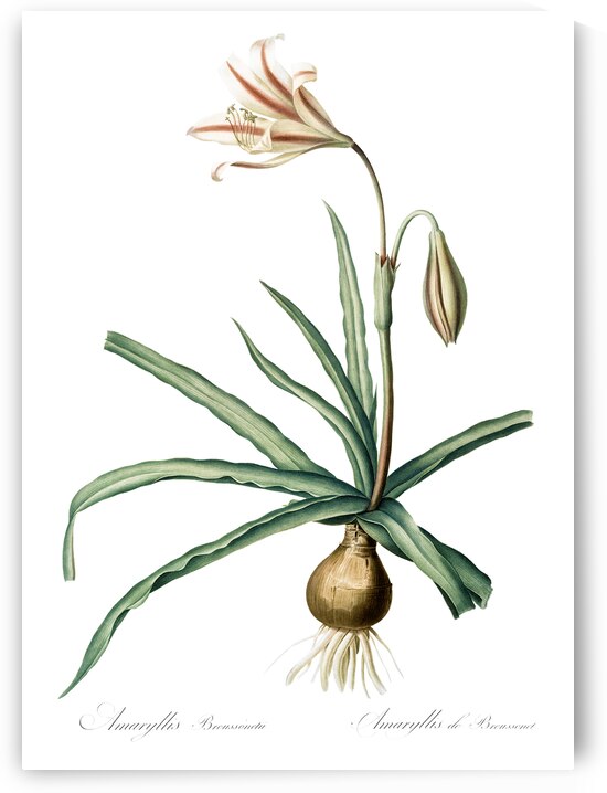 Amaryllis Broussonetii illustration  by IStockHistory com