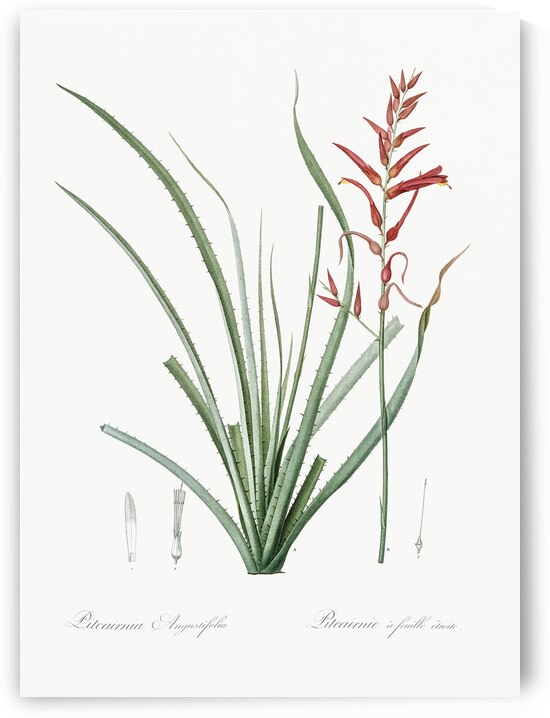 Pitcairnia angustifolia illustration  by IStockHistory com