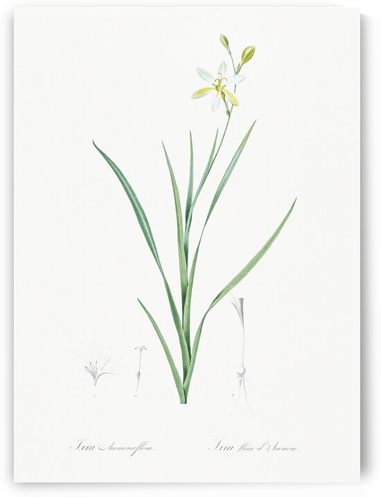 Slime Lily illustration  by IStockHistory com