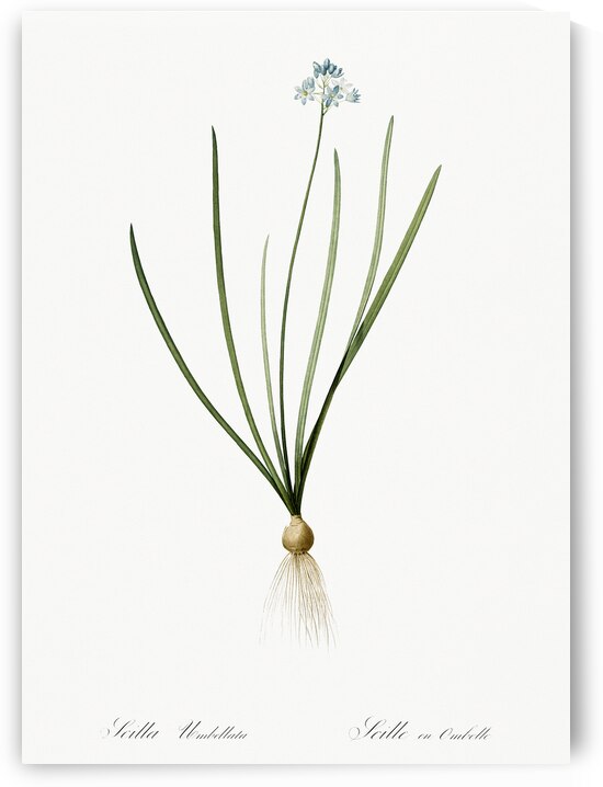 Spring squill illustration  by IStockHistory com