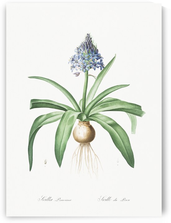 Portuguese squill illustration  by IStockHistory com