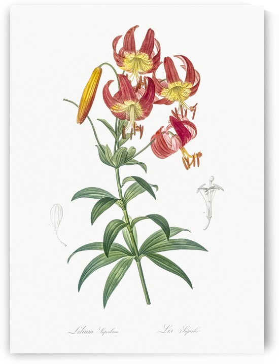 Turban lily illustration  by IStockHistory com