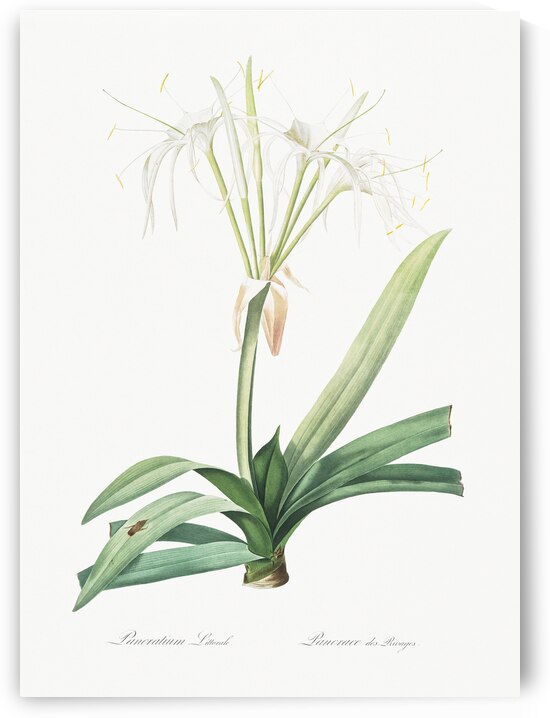 Pancratium littorale illustration  by IStockHistory com