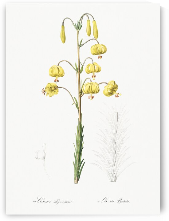 Lilium pyrenaicum illustration  by IStockHistory com