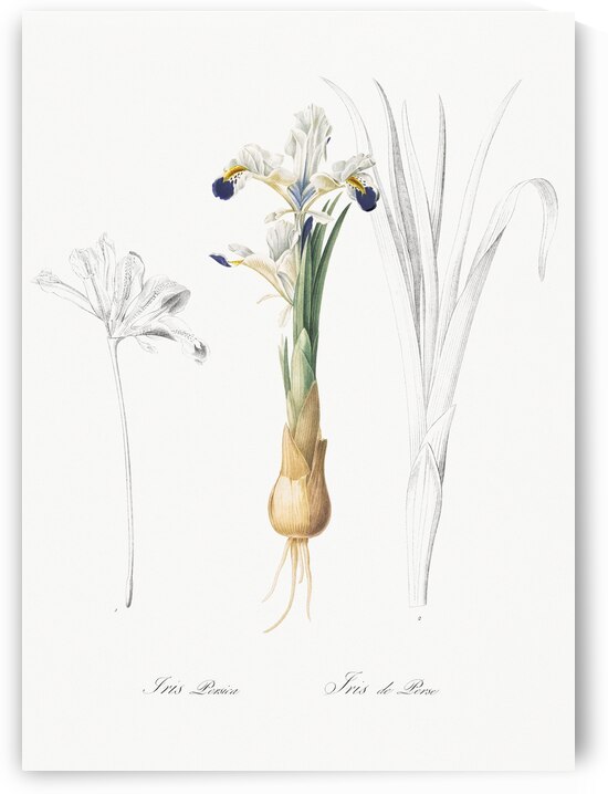 Iris Persica illustration  by IStockHistory com