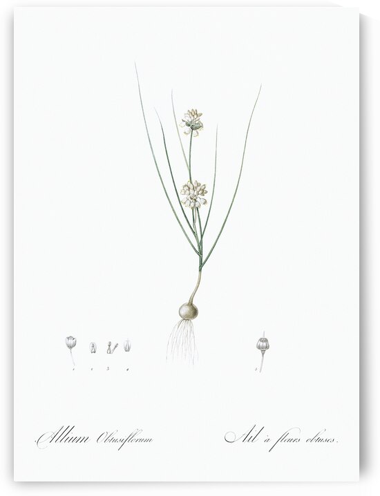 Allium obtusiflorum illustration  by IStockHistory com