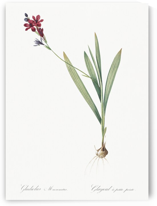 Gladiolus mucronatus illustration  by IStockHistory com