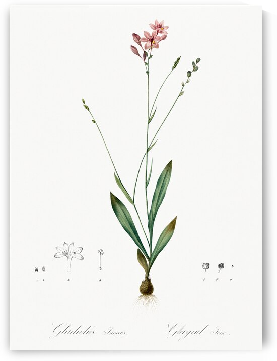 Gladiolus junceus illustration  by IStockHistory com