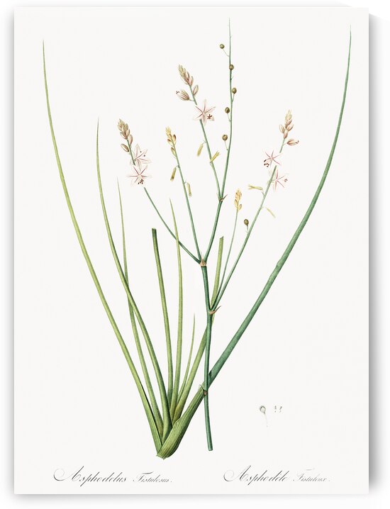 Asphodelus fistulosus illustration  by IStockHistory com