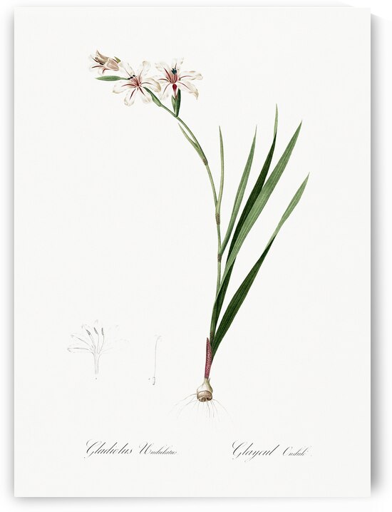 Gladiolus illustration  by IStockHistory com