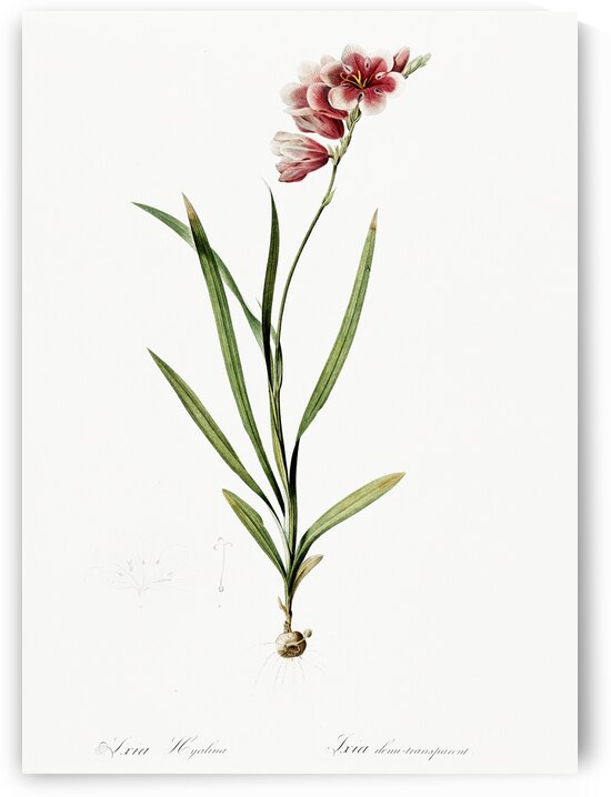 Ixia hyalina illustration  by IStockHistory com