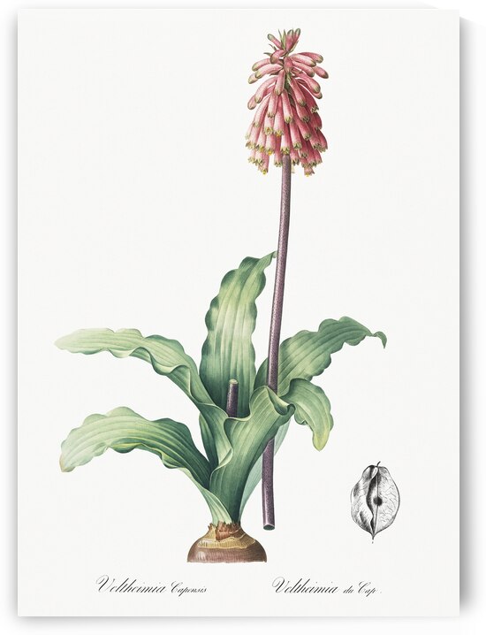 Veltheimia capensis illustration  by IStockHistory com