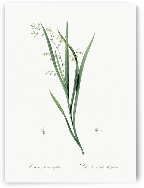 Diasia graminifolia illustration  by IStockHistory com