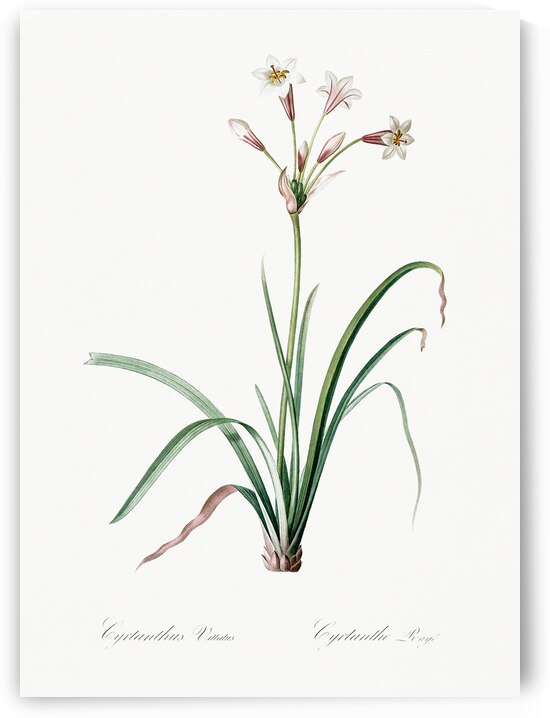 Crytanthus vittatus illustration  by IStockHistory com