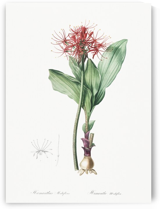 Blood lily illustration  by IStockHistory com