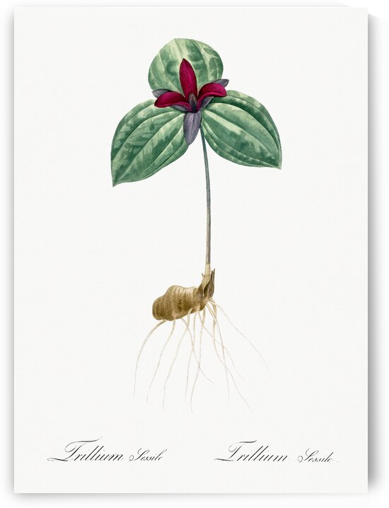 Tri flower Trillium sessile illustration  by IStockHistory com