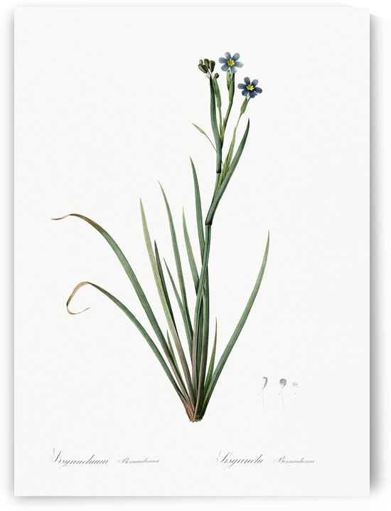 Bermudiana illustration  by IStockHistory com