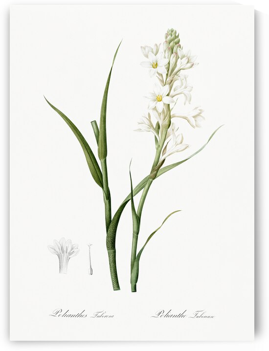 Polianthes tuberosa illustration  by IStockHistory com