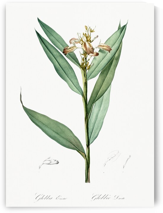 Globba erecta illustration  by IStockHistory com