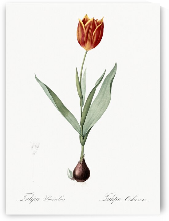 Tulip illustration  by IStockHistory com