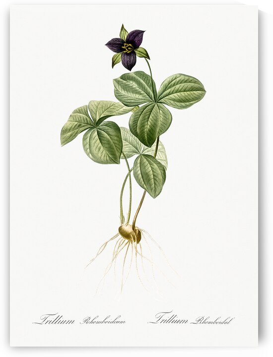 Trillium rhomboideum illustration  by IStockHistory com