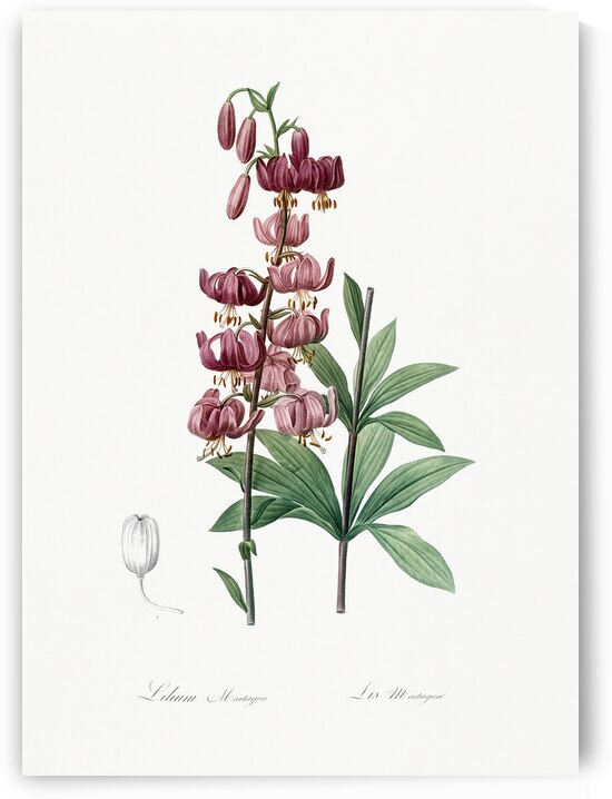 Lilium martagon illustration  by IStockHistory com