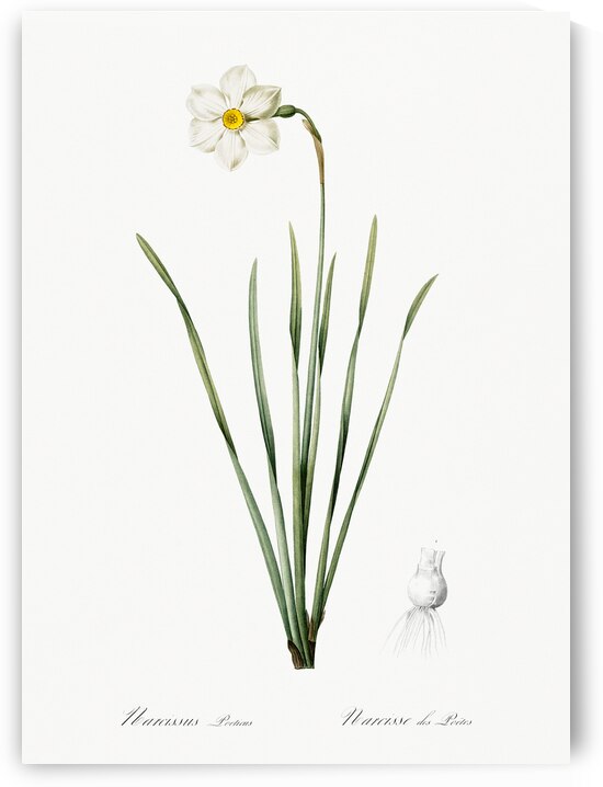 Narcissus poeticus illustration  by IStockHistory com