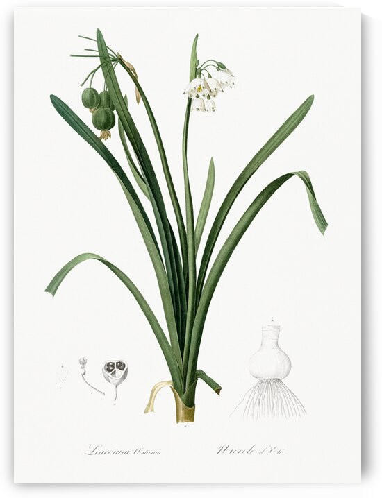 Summer snowflake illustration  by IStockHistory com