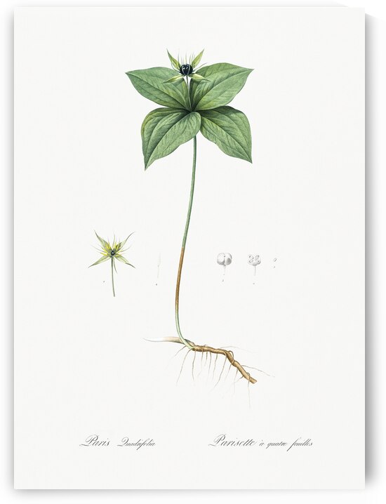 Herb paris illustration  by IStockHistory com