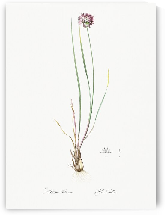 Allium foliosum illustration  by IStockHistory com