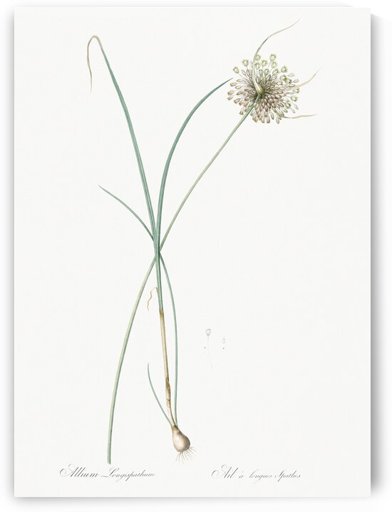 Pale garlic illustration  by IStockHistory com