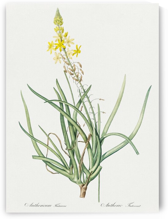 Stalked bulbine illustration  by IStockHistory com