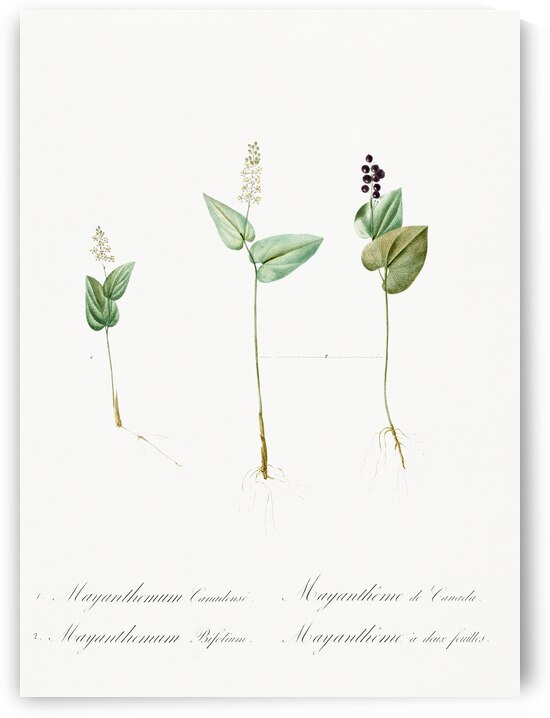 Mayanthemum illustration  by IStockHistory com
