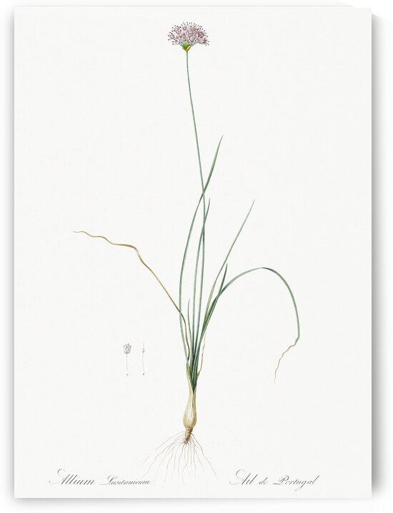 Mountain garlic illustration  by IStockHistory com