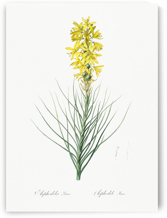 Yellow Asphodel illustration  by IStockHistory com