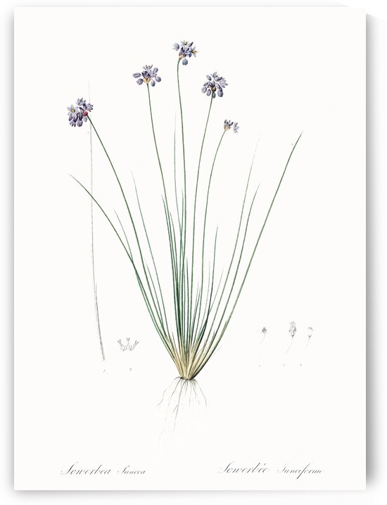 Vanilla lily illustration  by IStockHistory com