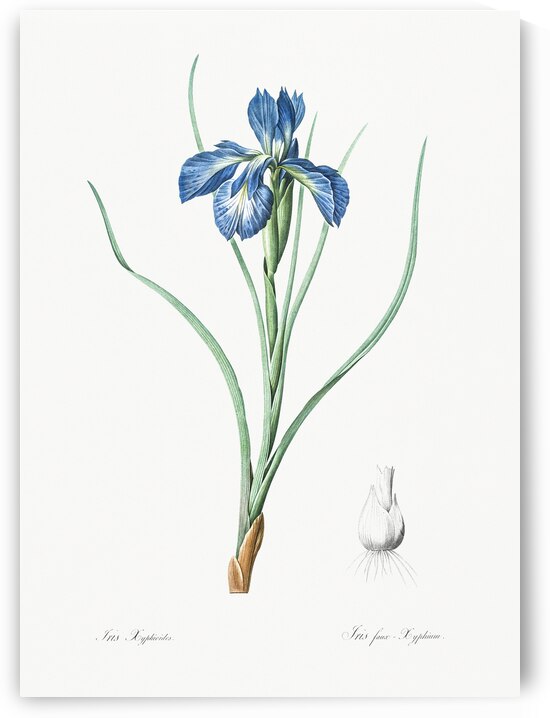 Lris xyphioides llustration  by IStockHistory com