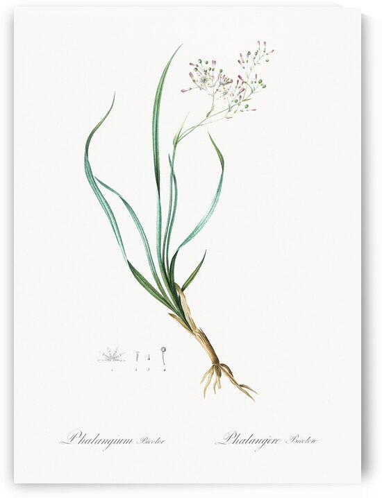 Phalangium bicolor illustration  by IStockHistory com